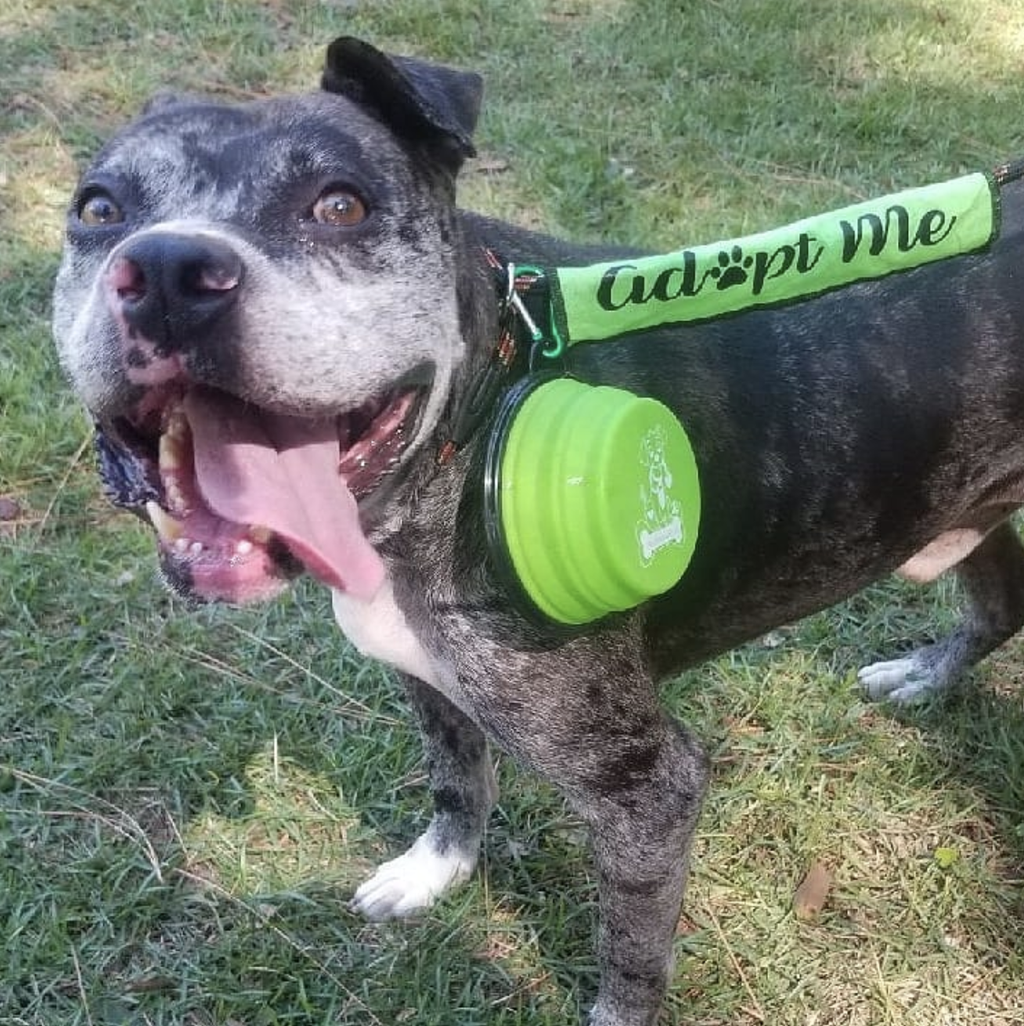 Mr. Peanut's Collapsible Silicone Pet Travel Bowls - 12oz