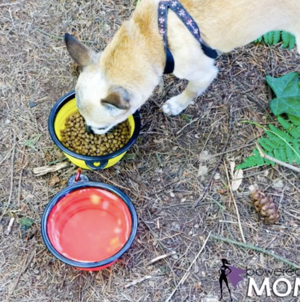 Mr. Peanut's Collapsible Silicone Pet Travel Bowls - 12oz