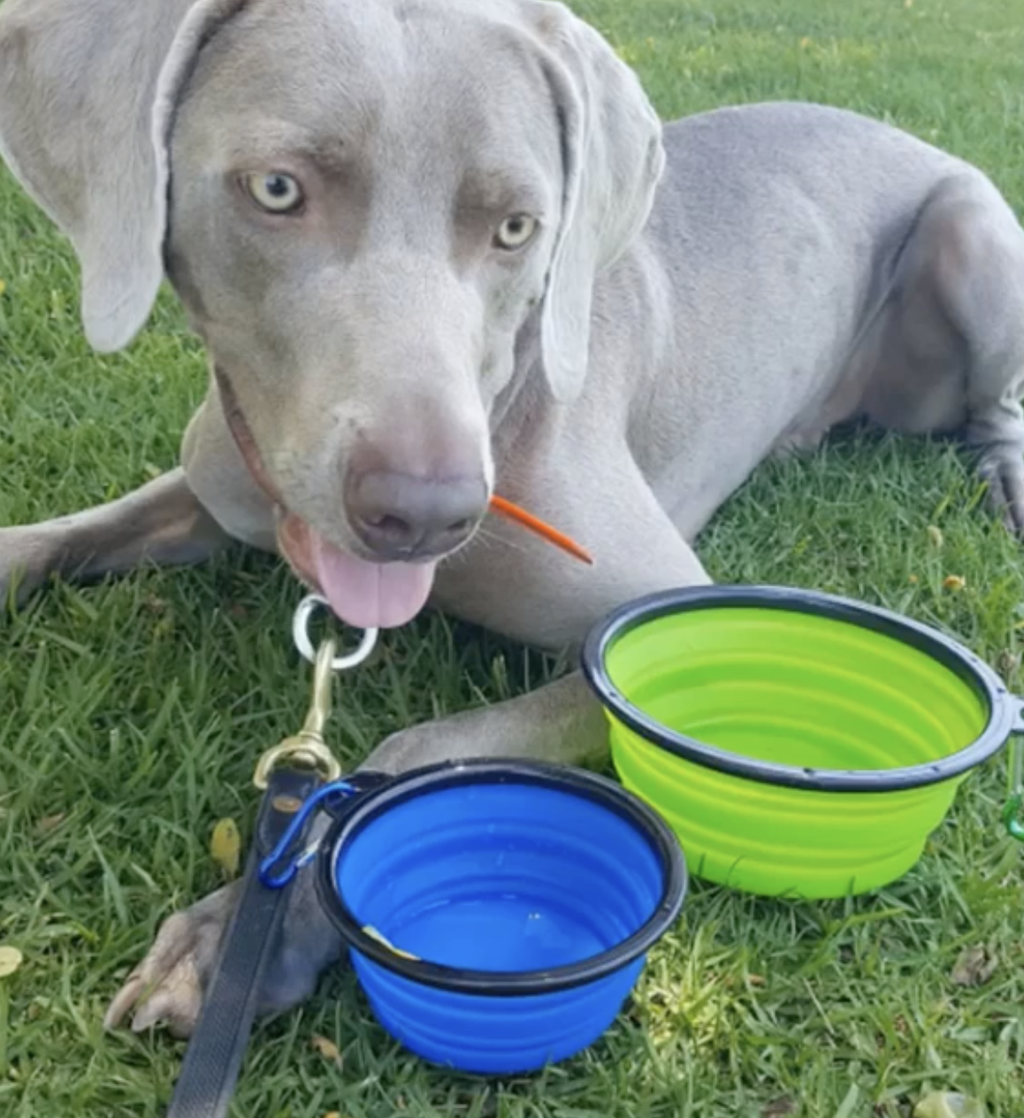 Mr. Peanut's Collapsible Silicone Pet Travel Bowls - 12oz