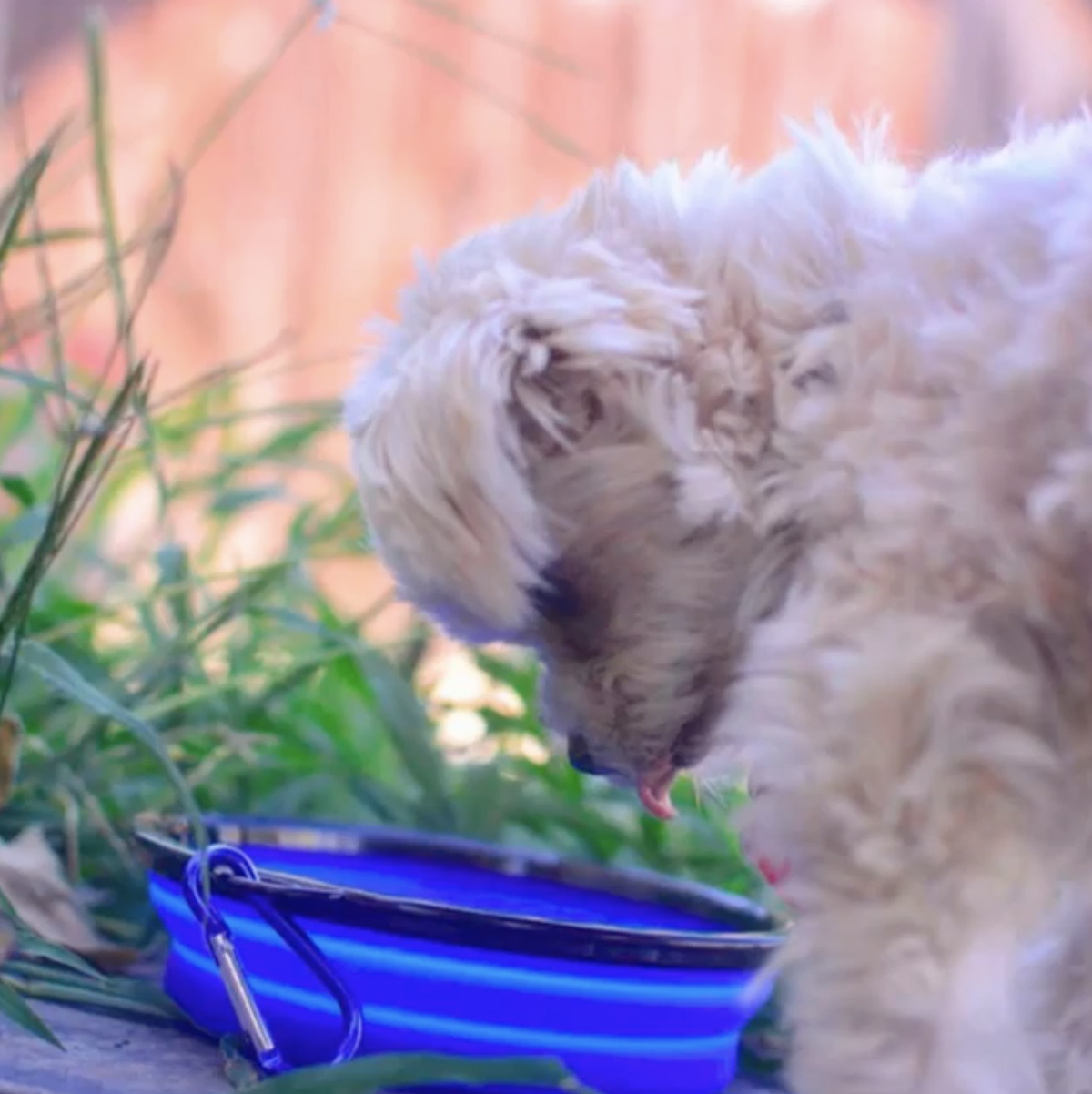 Mr. Peanut's Collapsible Silicone Pet Travel Bowls - 12oz
