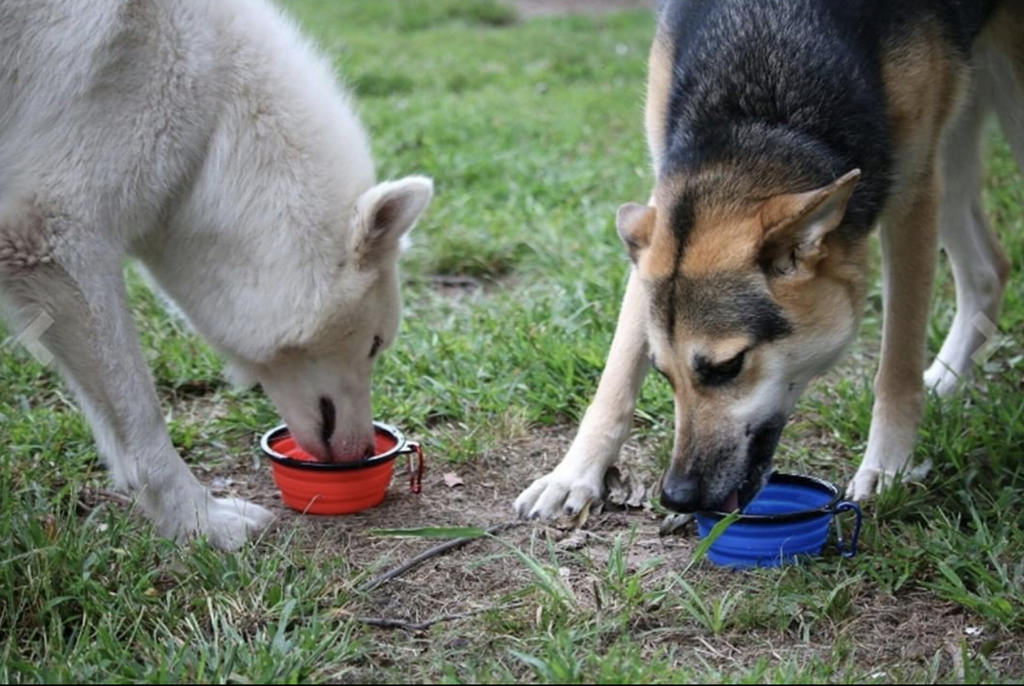 Mr. Peanut's Collapsible Silicone Pet Travel Bowls - 12oz