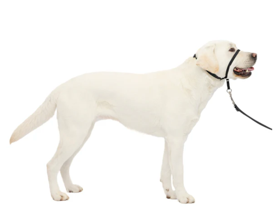 Gentle Leader Headcollar for Dogs – No-Pull, Adjustable Fit