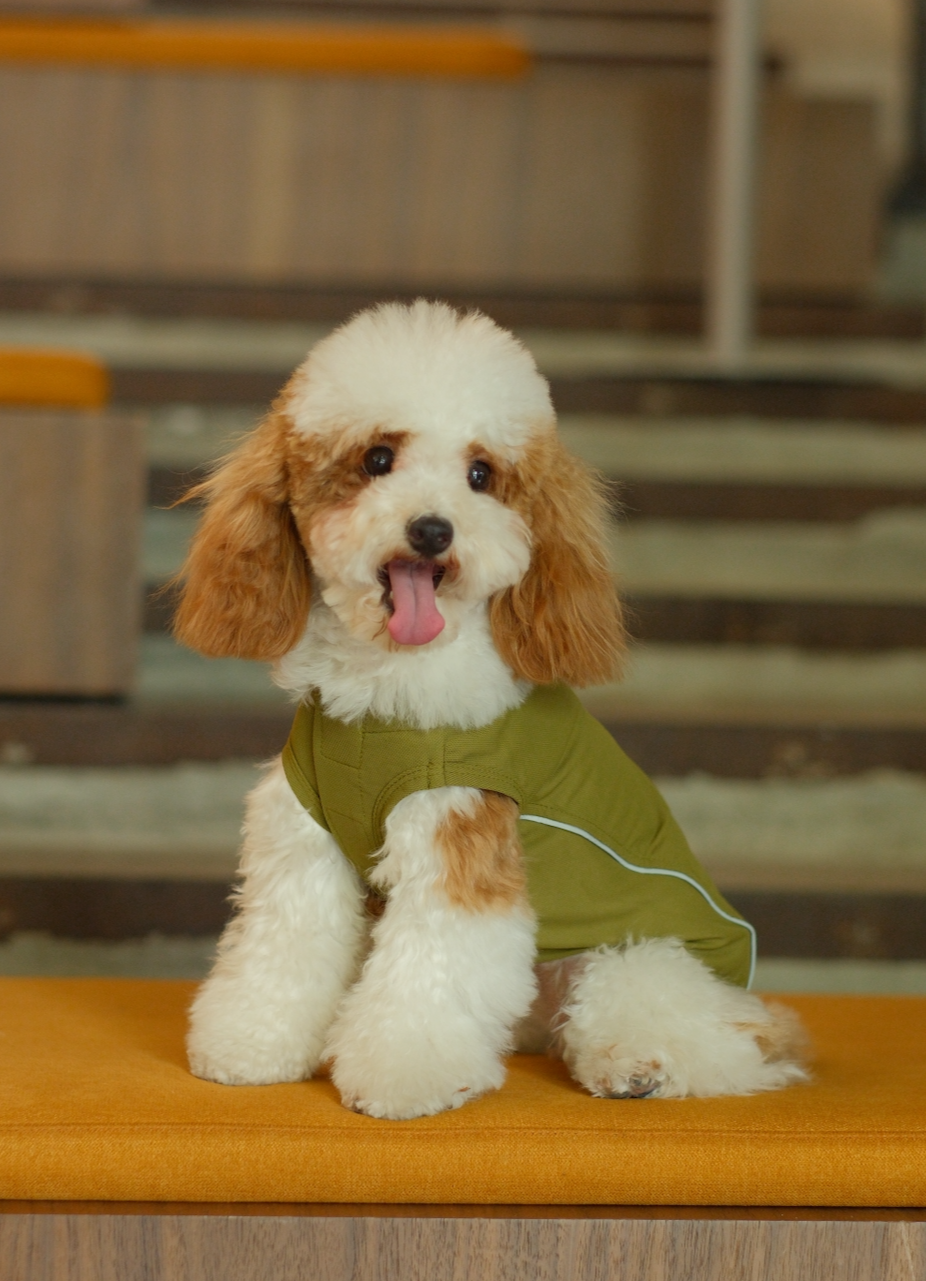 Lightweight Reflective Pet Raincoat with Adjustable Straps