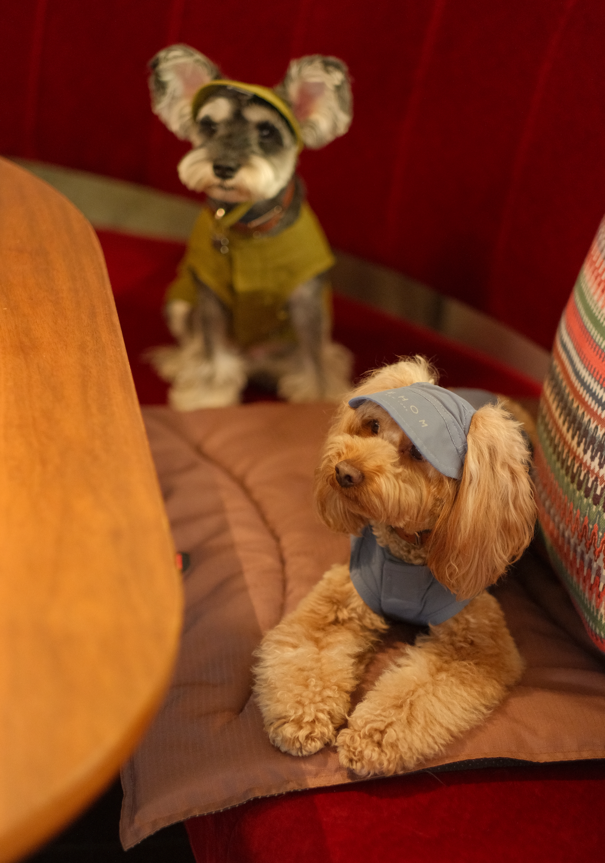 Reflective Brim Knit Pet Hat with Adjustable Chin Strap