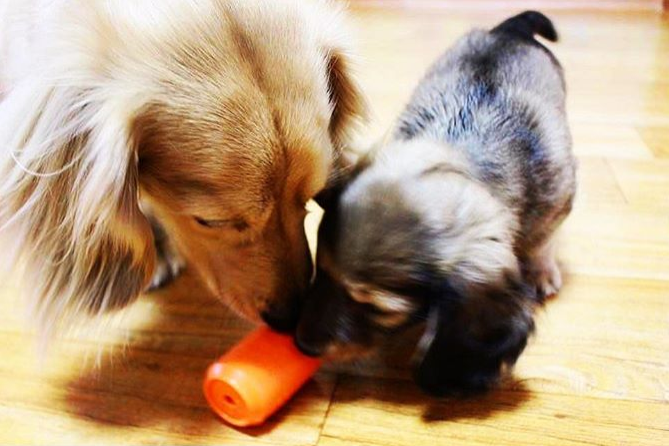 Can Toy Durable Rubber Chew Toy & Treat Dispenser for Dogs