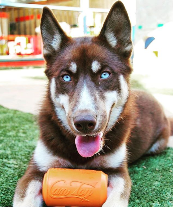 Can Toy Durable Rubber Chew Toy & Treat Dispenser for Dogs