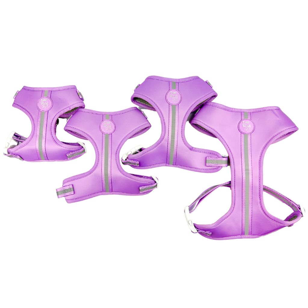 Shine Bright Amethyst Reflective Adjustable Dog Harness