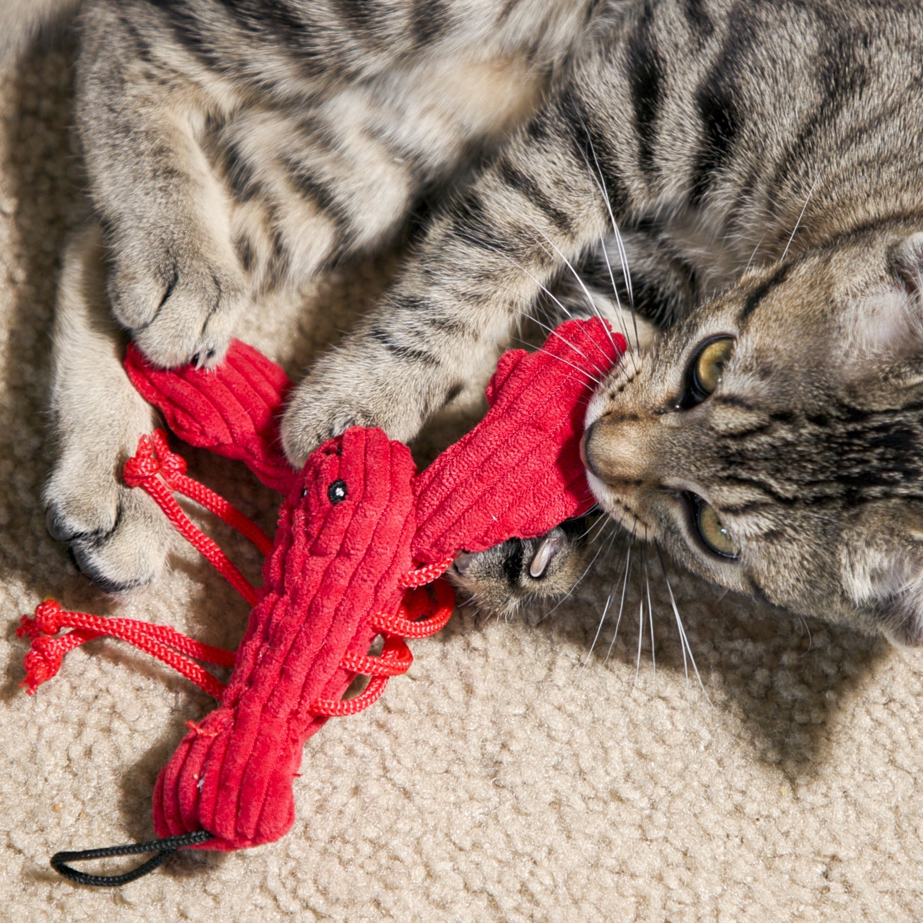 Aquatic Catnip Cat Toys, Set of 12 Water-Themed Designs