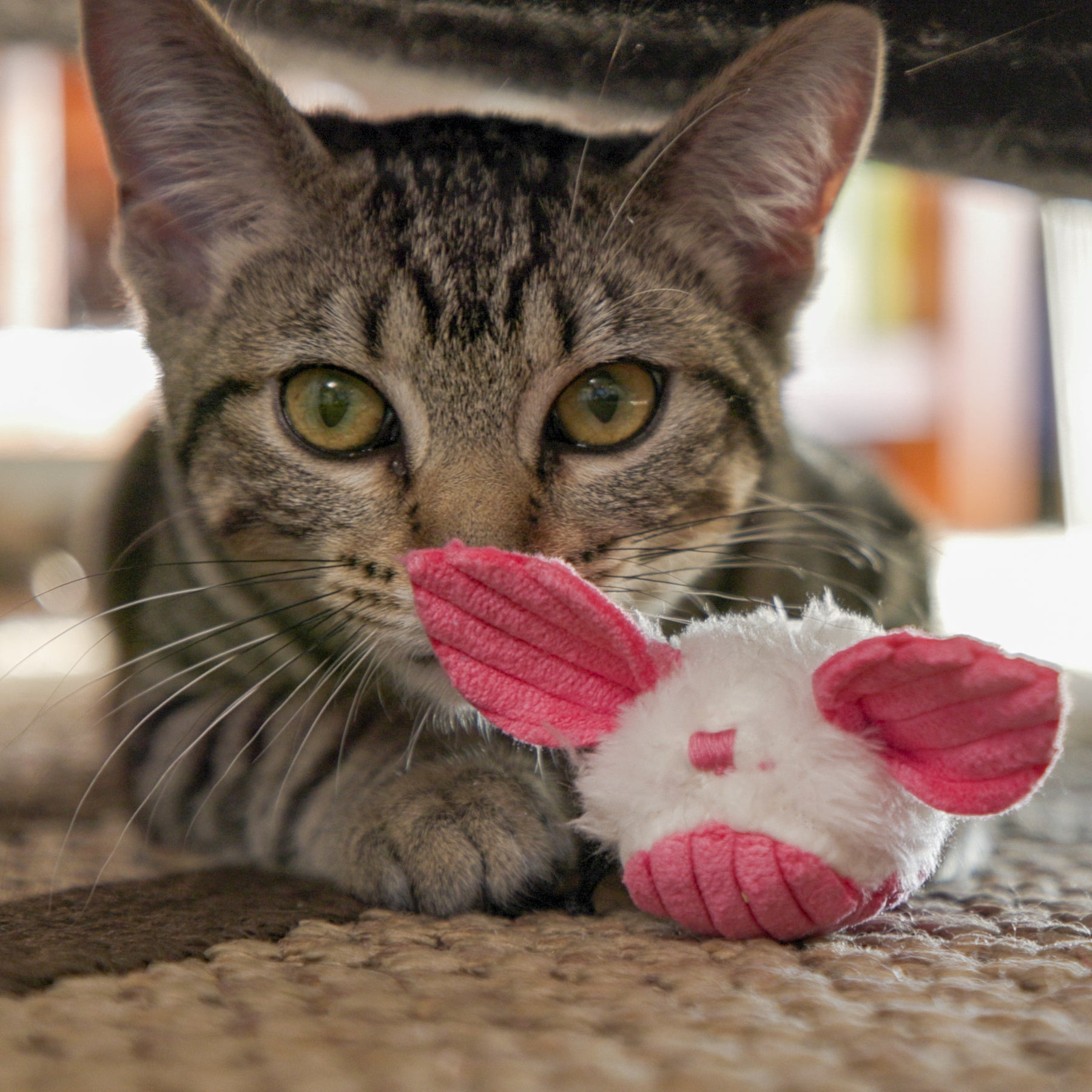 Magic Wand Cat Toy with Catnip and Rattle