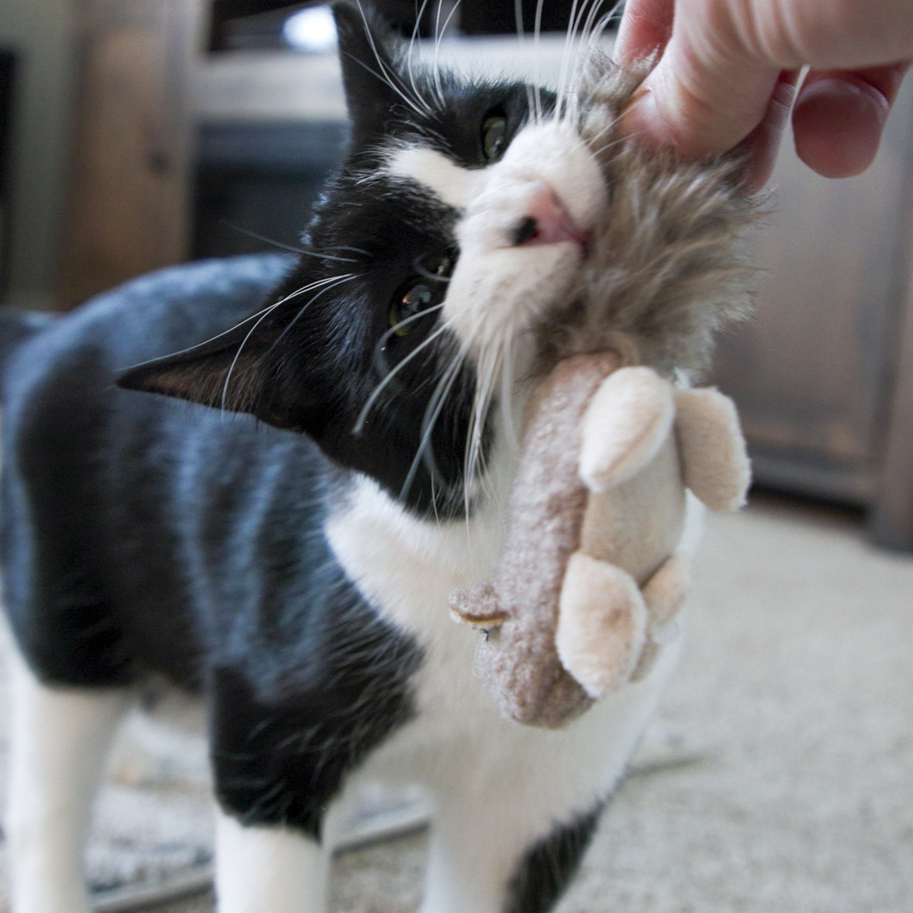 Wee Feller Squirrelie & Friends Catnip Cat Toys Collection