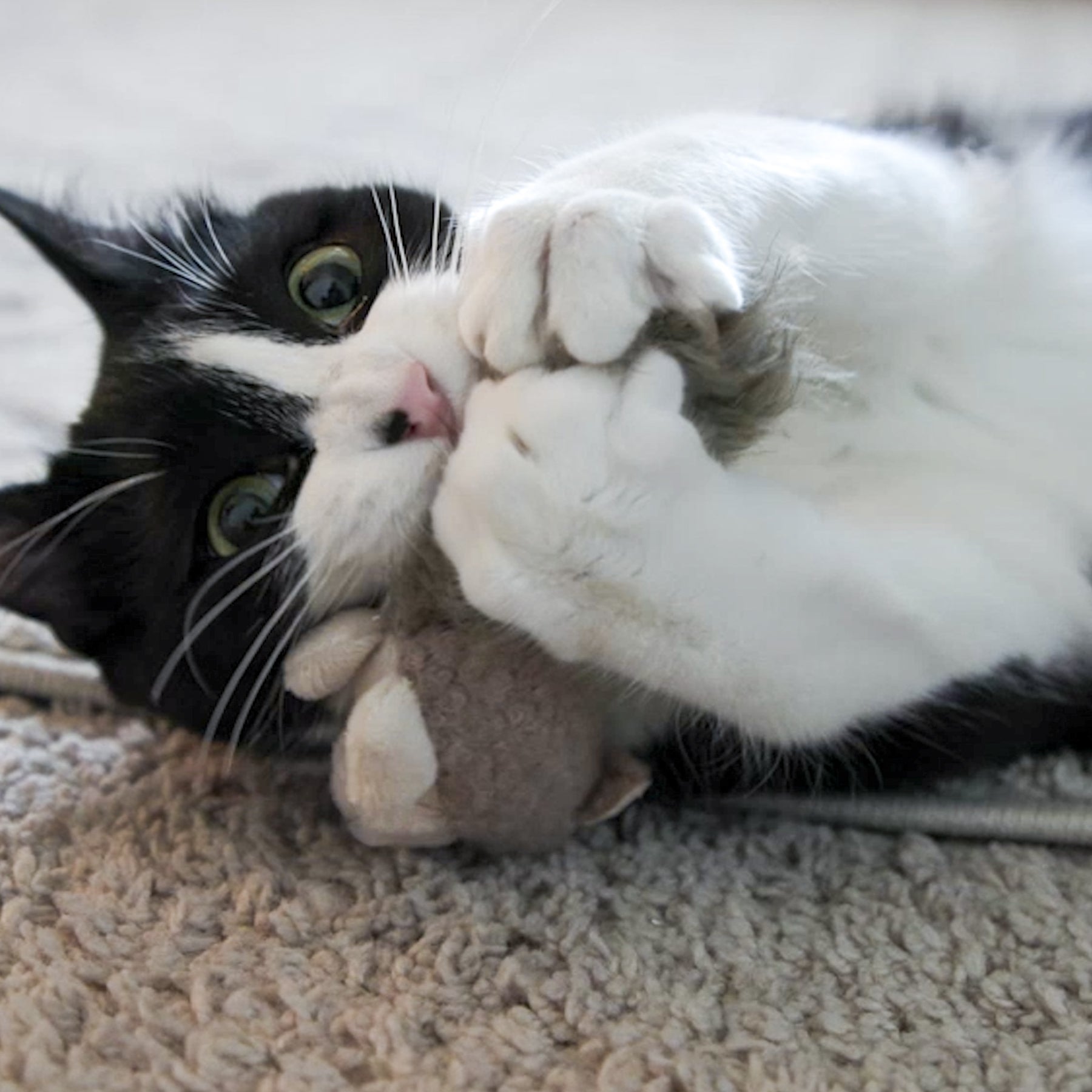 Wee Feller Squirrelie & Friends Catnip Cat Toys Collection