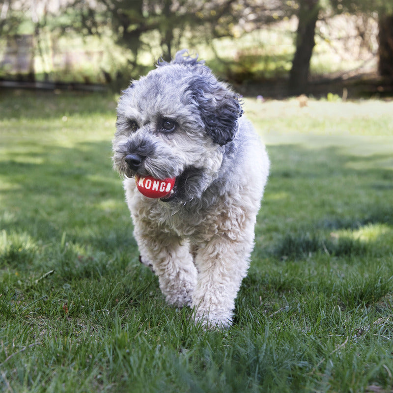 KONG Signature Ball Durable Fetch Toy for Dogs