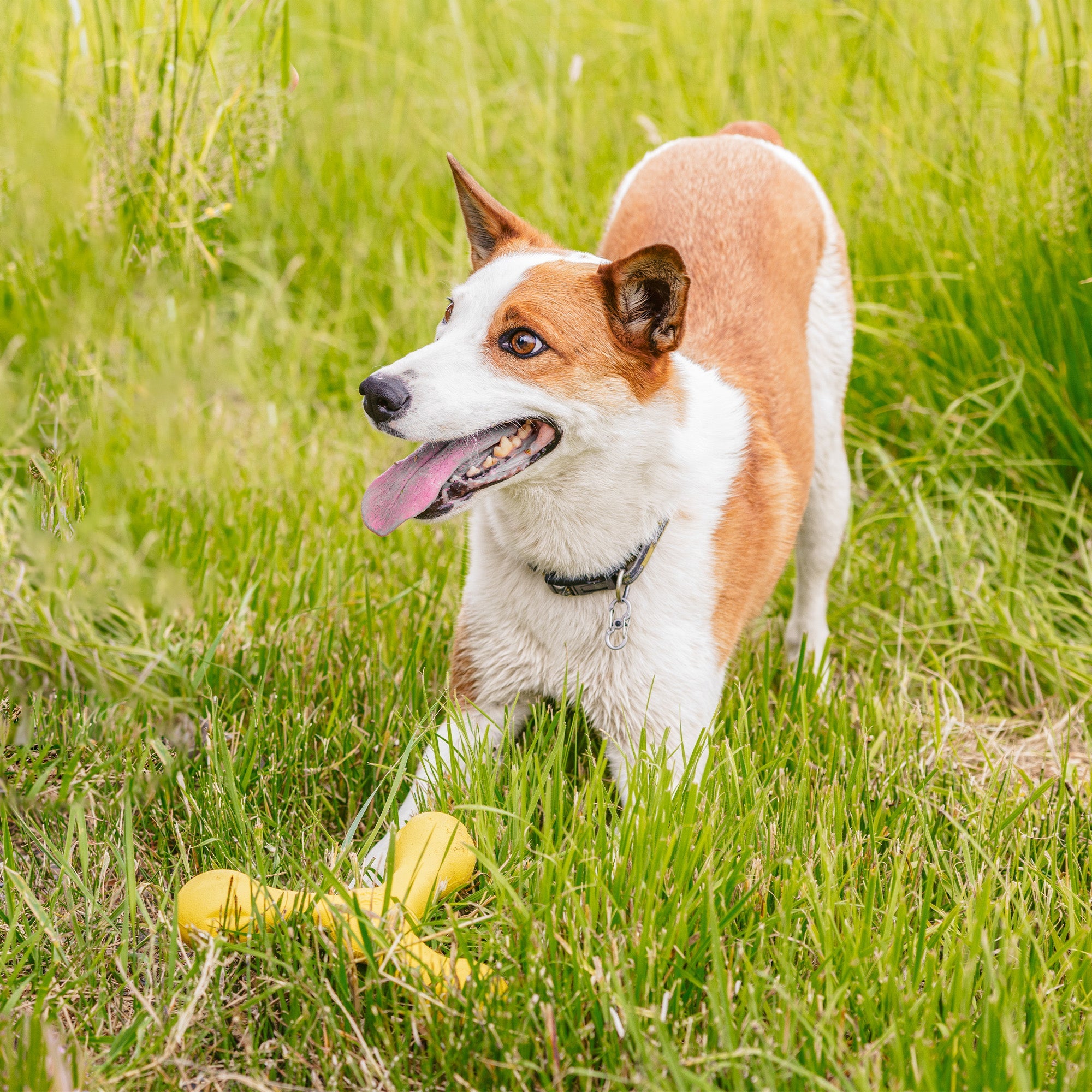 Zogoflex Echo Skamp Durable Dog Toy for Fetch and Tug