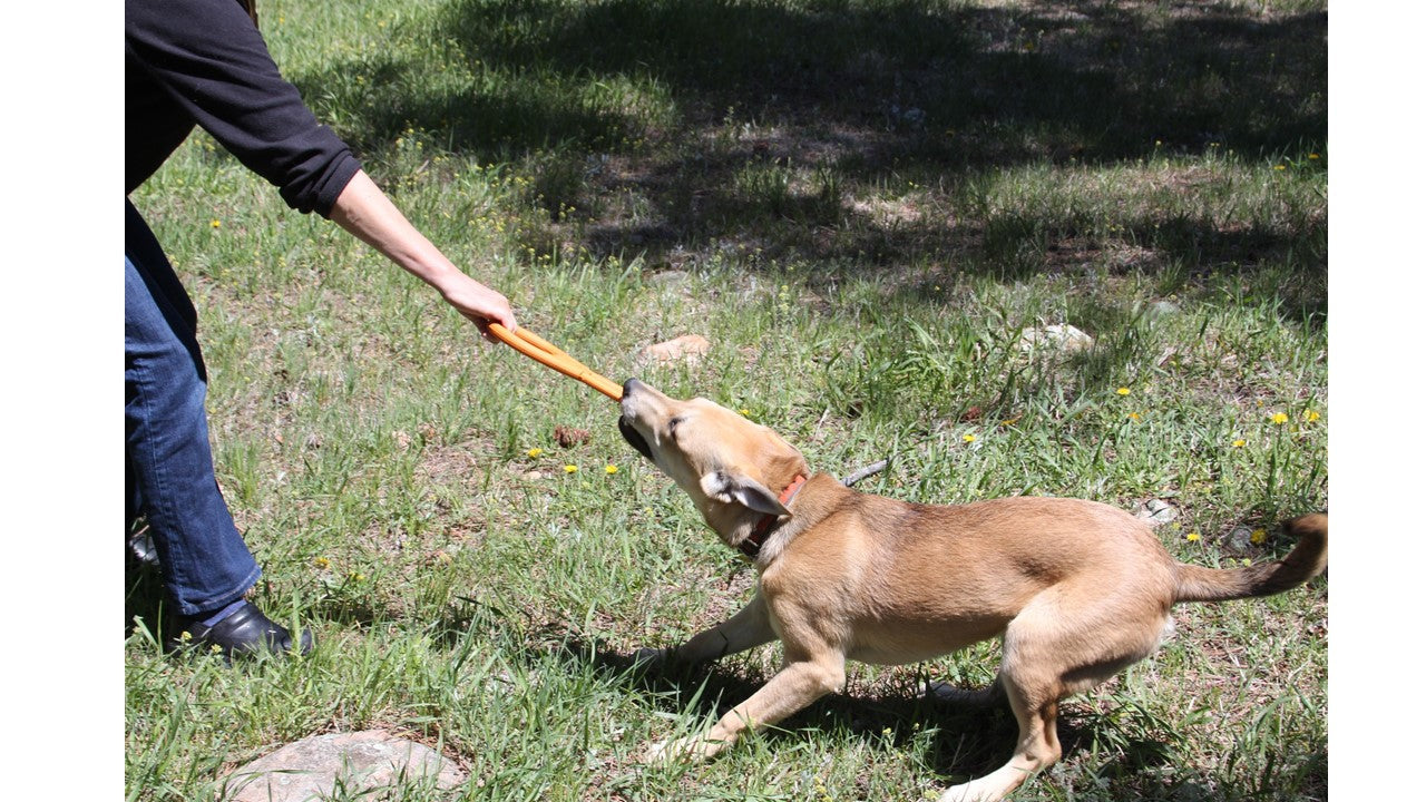 Pop Top Rubber Tug Toy for Dogs – Durable Natural Rubber, 12"