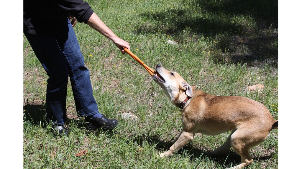 Pop Top Rubber Tug Toy for Dogs – Durable Natural Rubber, 12"