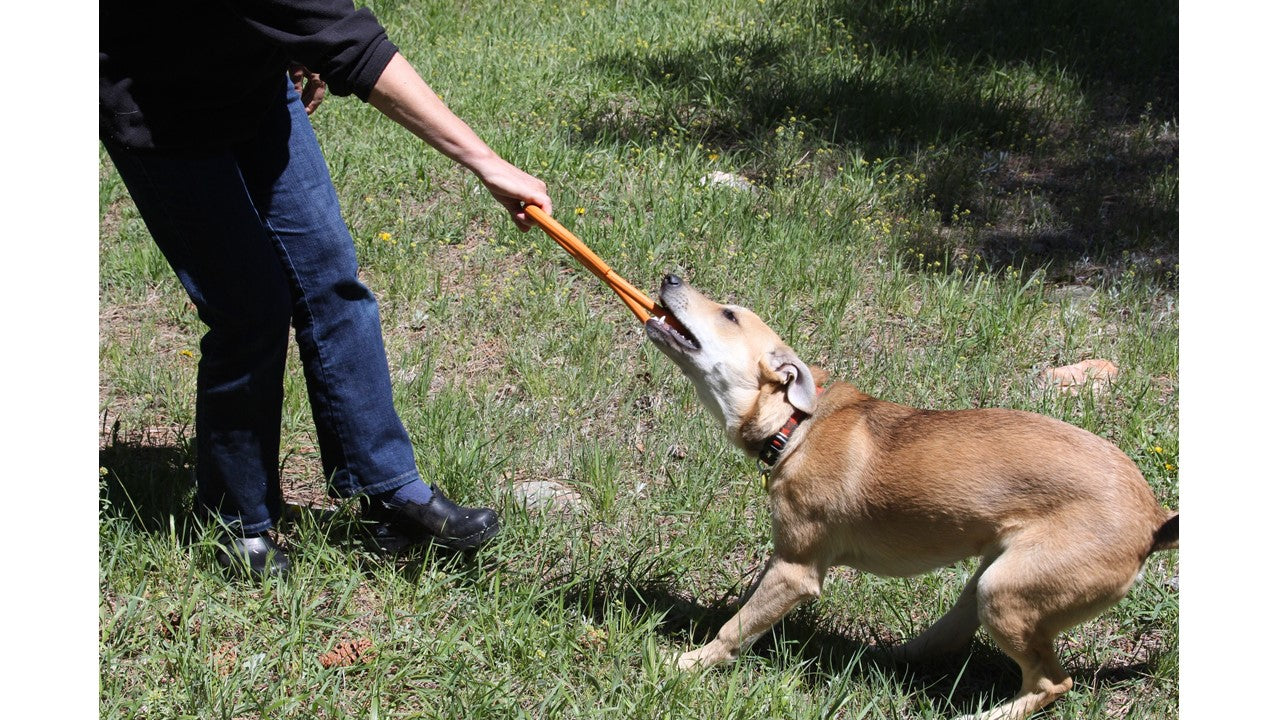 Pop Top Rubber Tug Toy for Dogs – Durable Natural Rubber, 12"