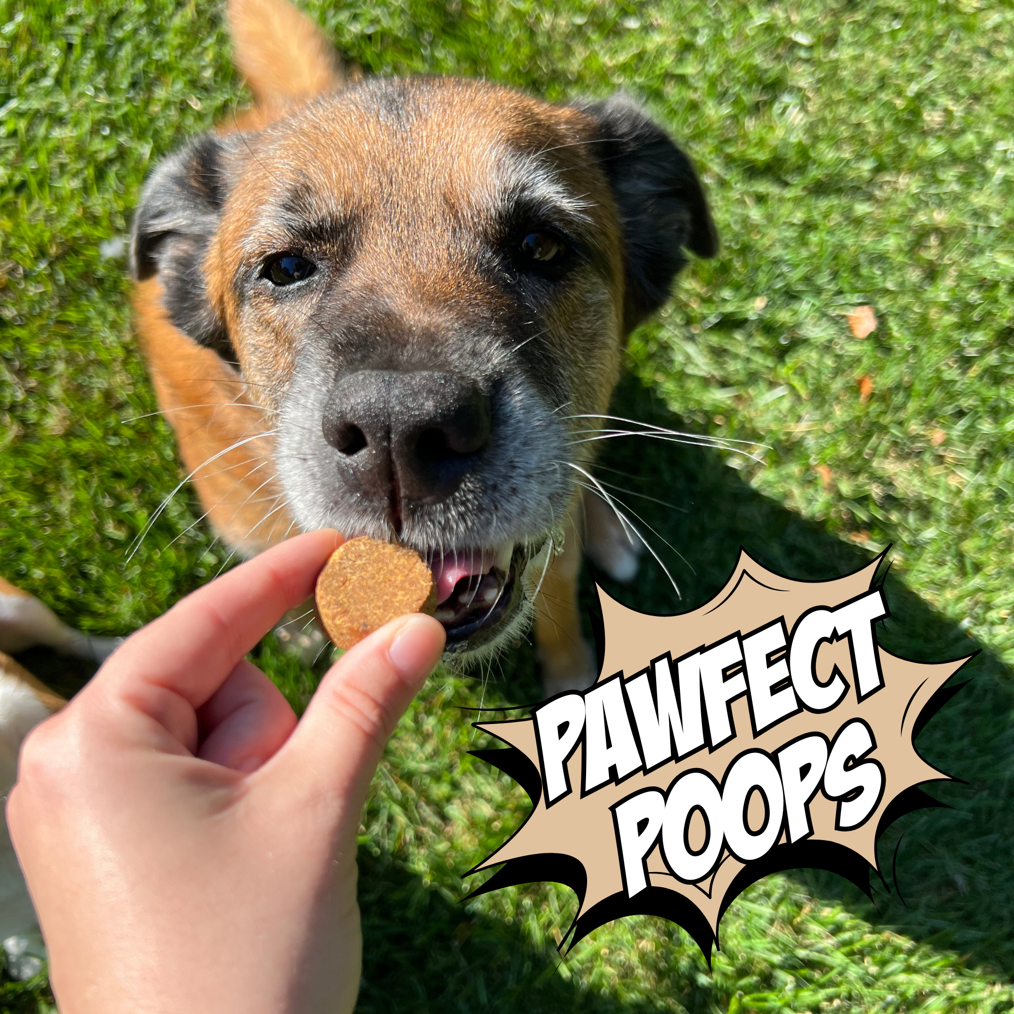 Crunchy Cookie Bundle for Dogs – Superfood & Veggie Treat Mix