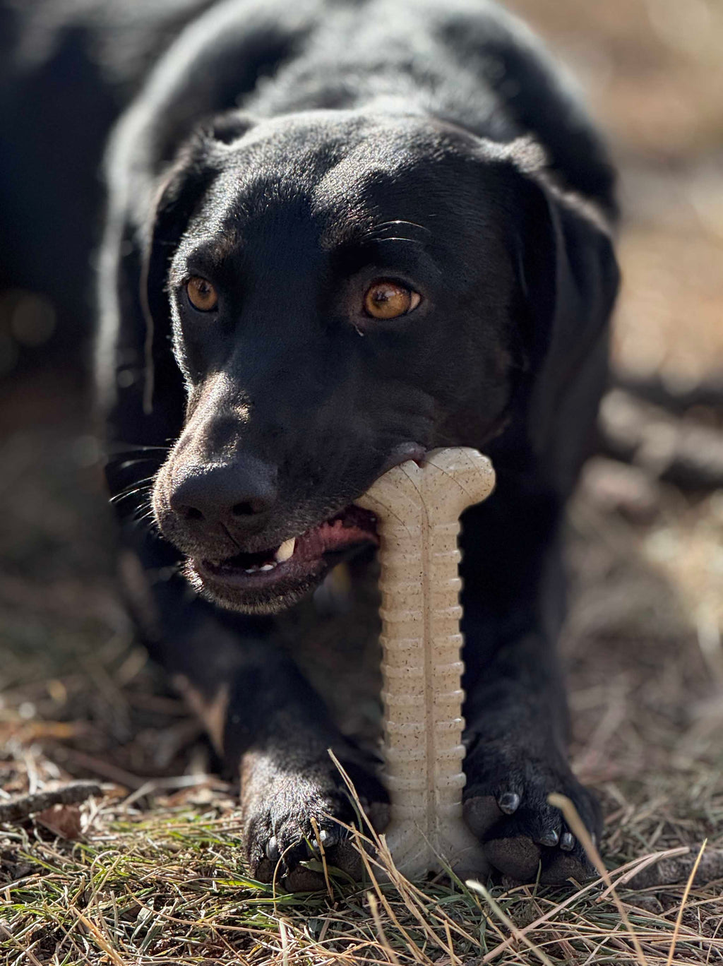 Tough Bone Nylon Chew Toy for Aggressive Chewers, 6-Inch