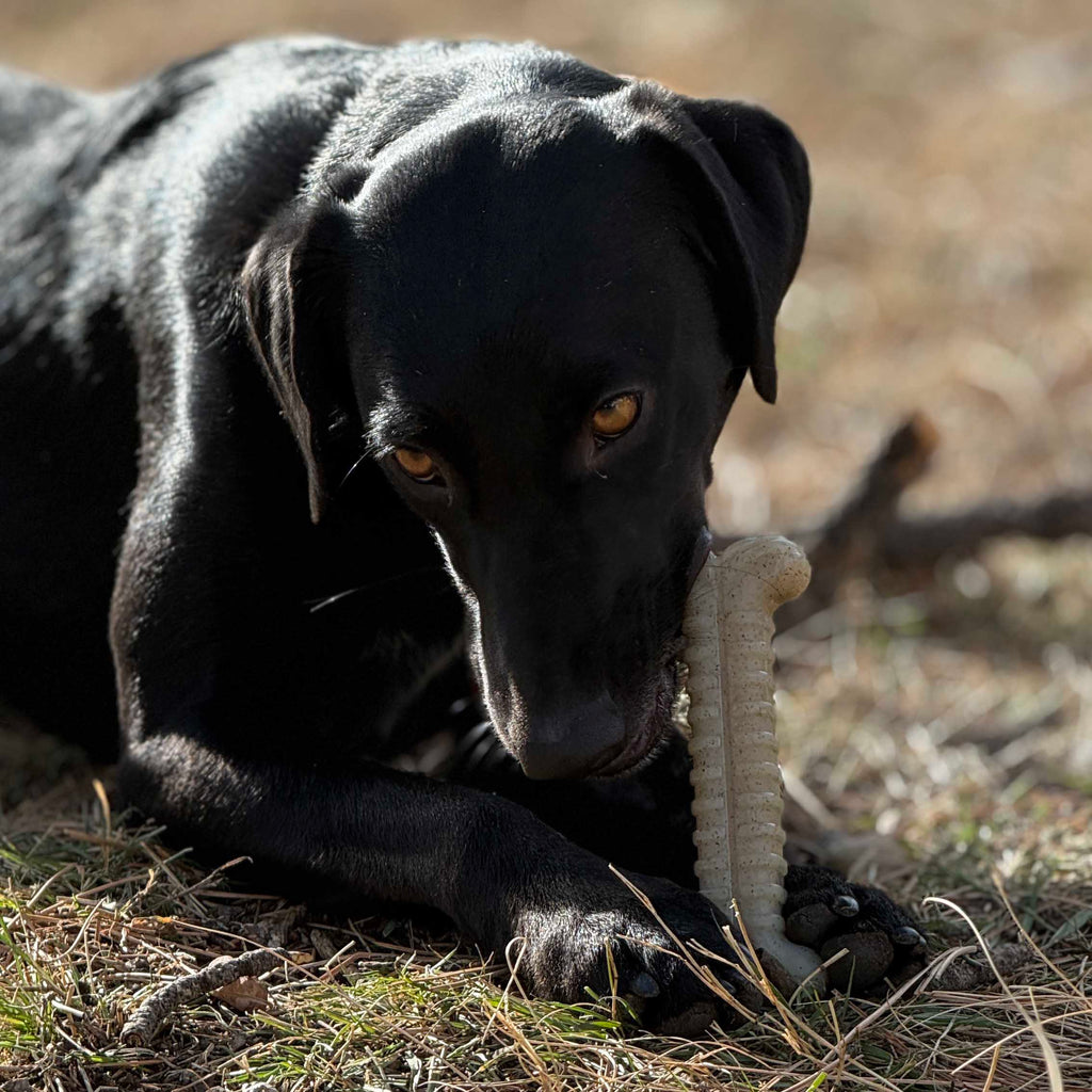 Tough Bone Nylon Chew Toy for Aggressive Chewers, 6-Inch