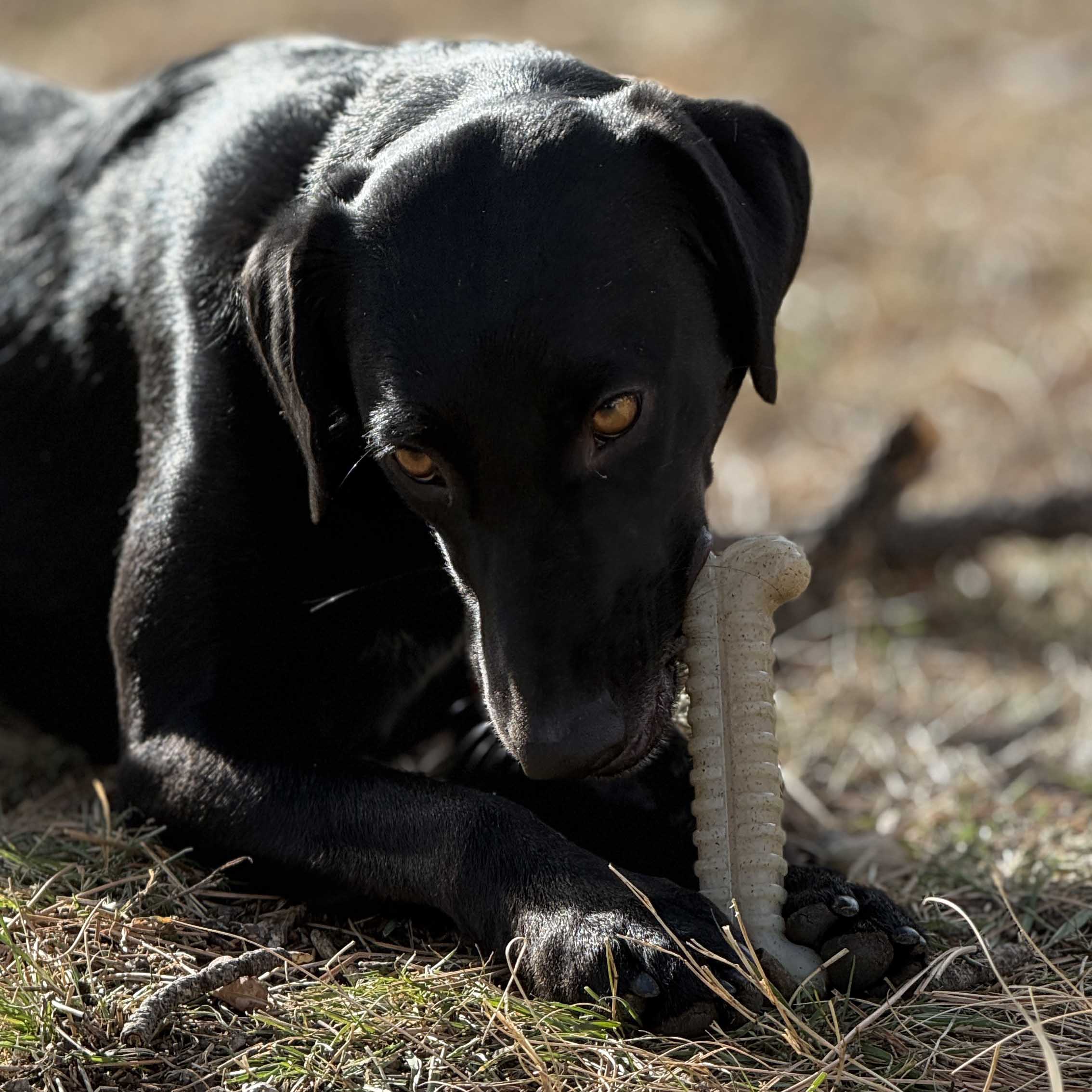 Tough Bone Nylon Chew Toy for Aggressive Chewers, 6-Inch