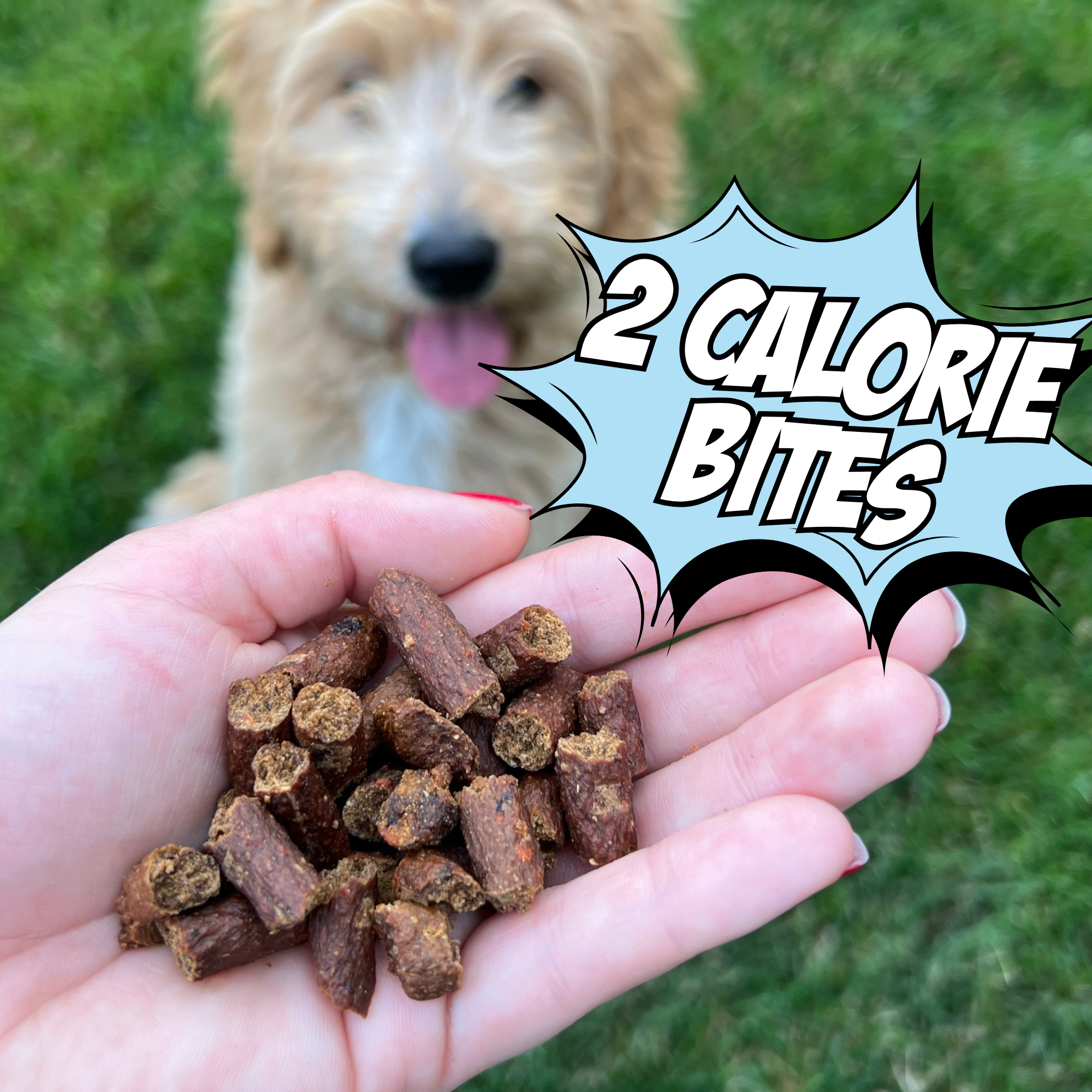 Dog Treat Variety Bundle with Soft Jerky and Crunchy Snacks
