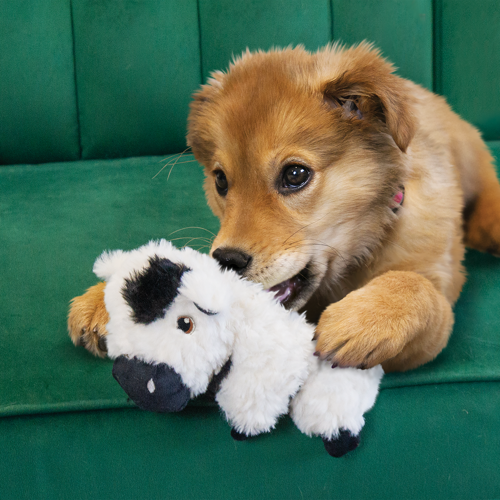 KONG Comfort Tykes Plush Dog Toy with Removable Squeaker
