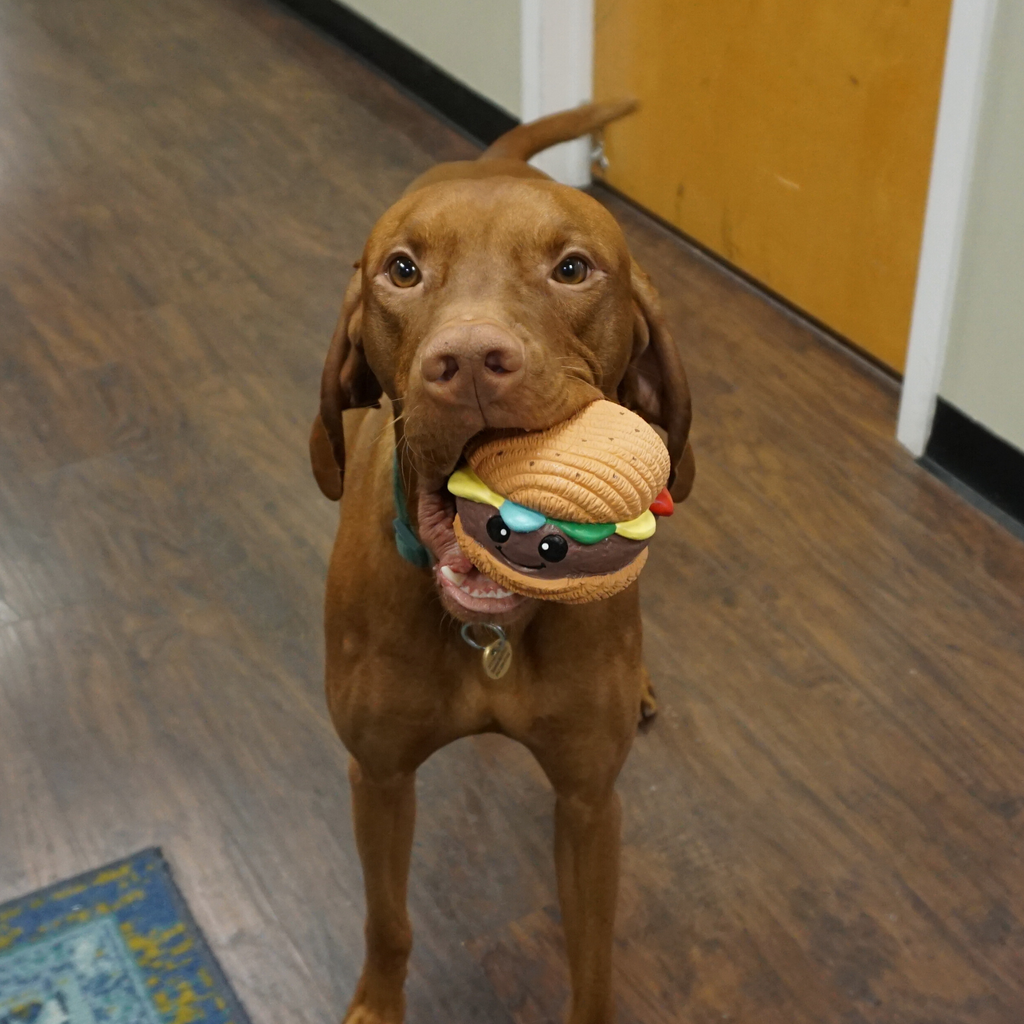 Ruff-Tex Big Buns Hamburger Dog Toy – Bouncy Squeaky Latex Ball
