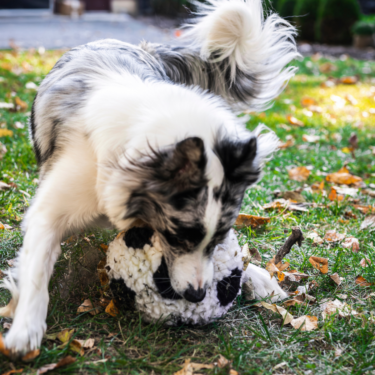 HuggleFleece Soccer Ball Plush Dog Toy, Limited Edition 8-Inch