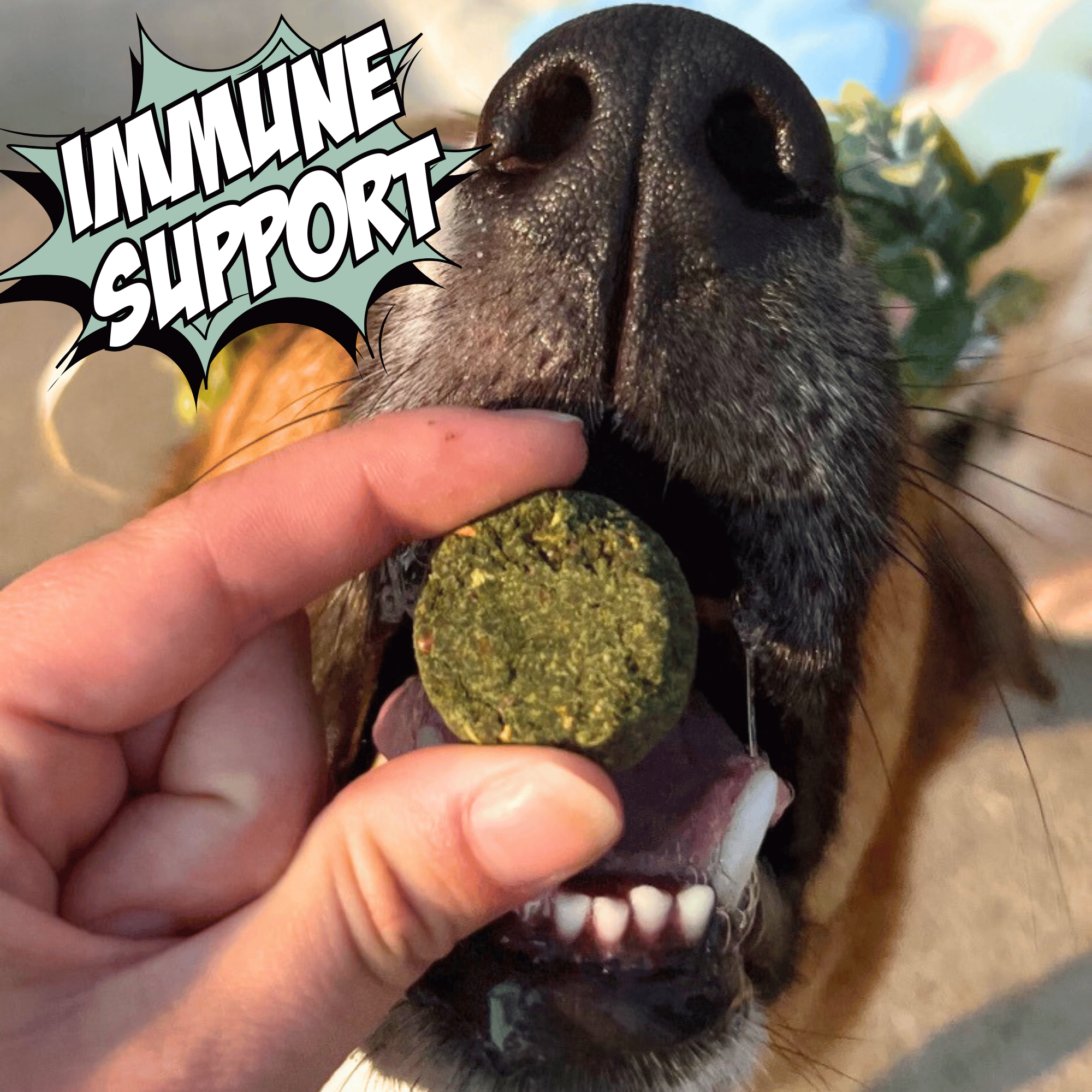 Spring Support Bundle for Dogs – Skin, Coat & Digestive Health