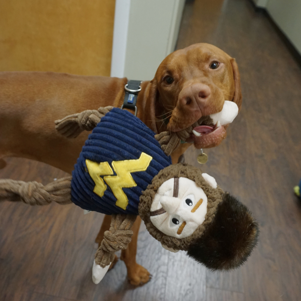 WVU Mountaineer Knottie Plush Dog Toy with Squeakers