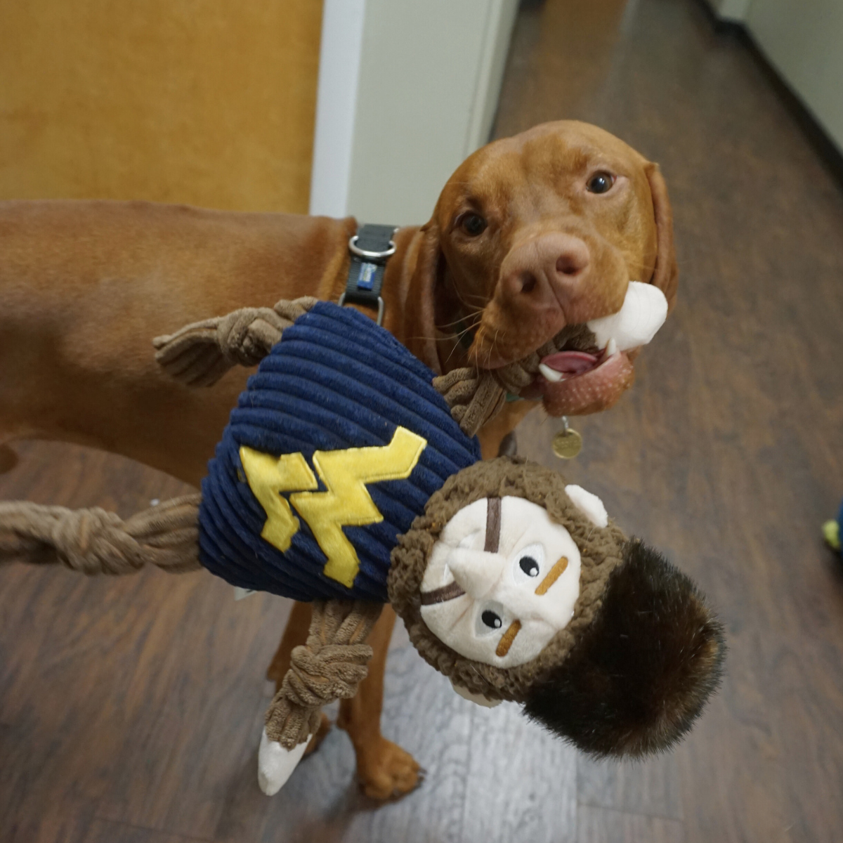 WVU Mountaineer Knottie Plush Dog Toy with Squeakers