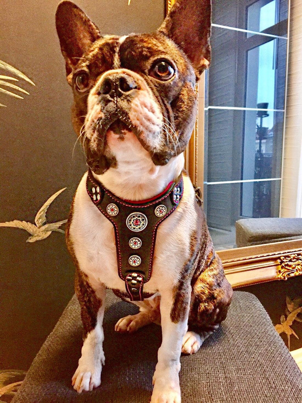 Bestia Bijou Leather Dog Harness with Pink Rhinestones, Small–Medium