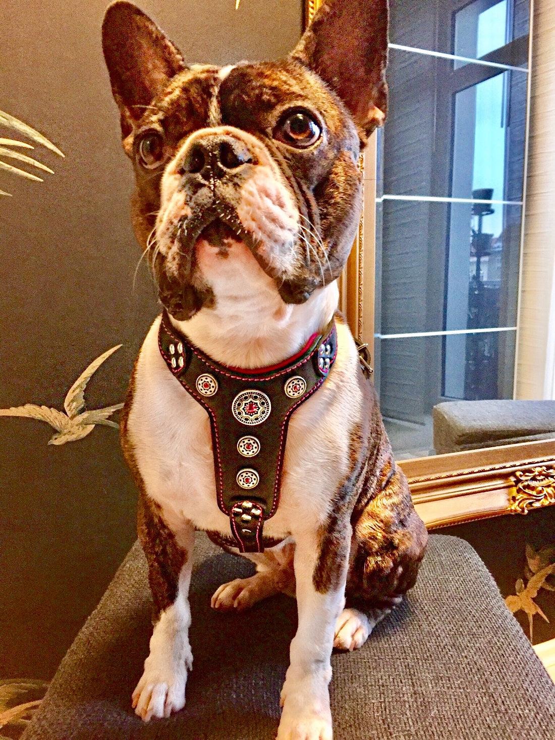 Bestia Bijou Leather Dog Harness with Pink Rhinestones, Small–Medium