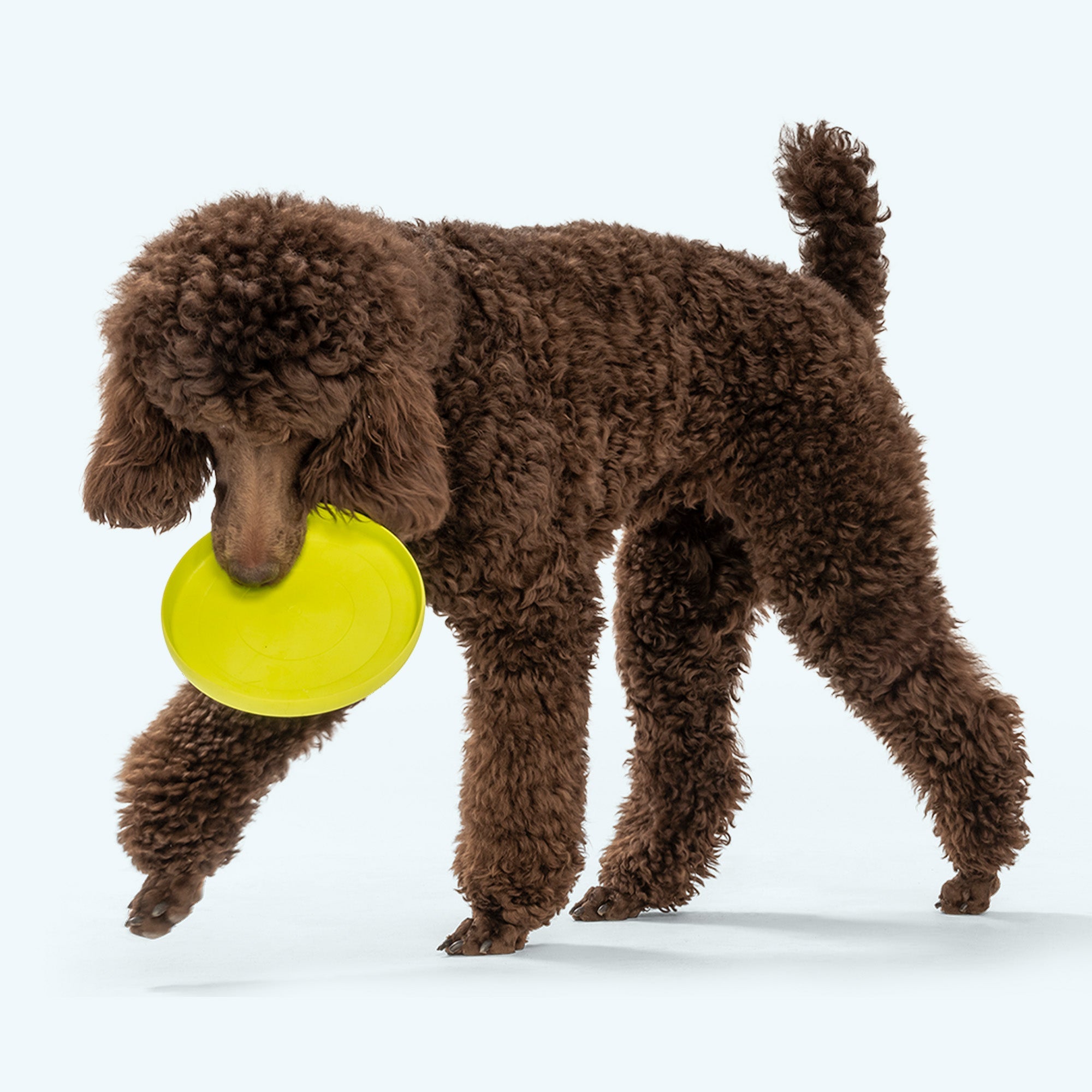 Zisc Soft Dog Disc for Gentle Chewers, Lightweight & Floatable