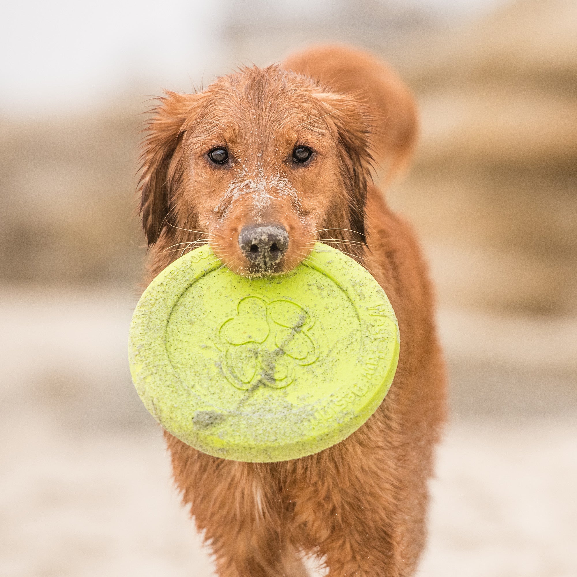 Zisc Soft Dog Disc for Gentle Chewers, Lightweight & Floatable