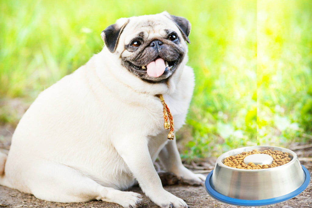 Mr. Peanut's Slow Feed Anti Bloat Dog Bowl with Bonded Silicone Base