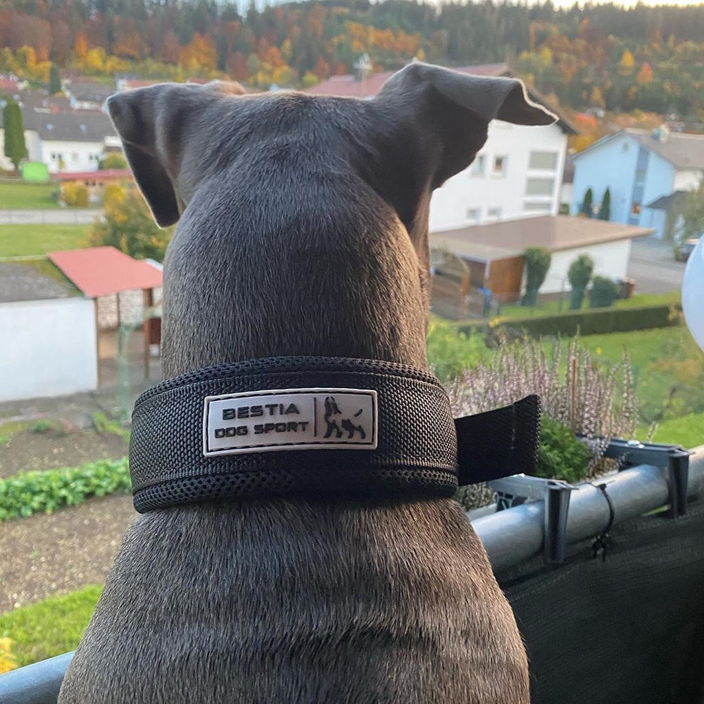 Bestia Dog Sport 2-Inch Fast Release Collar for Large Breeds