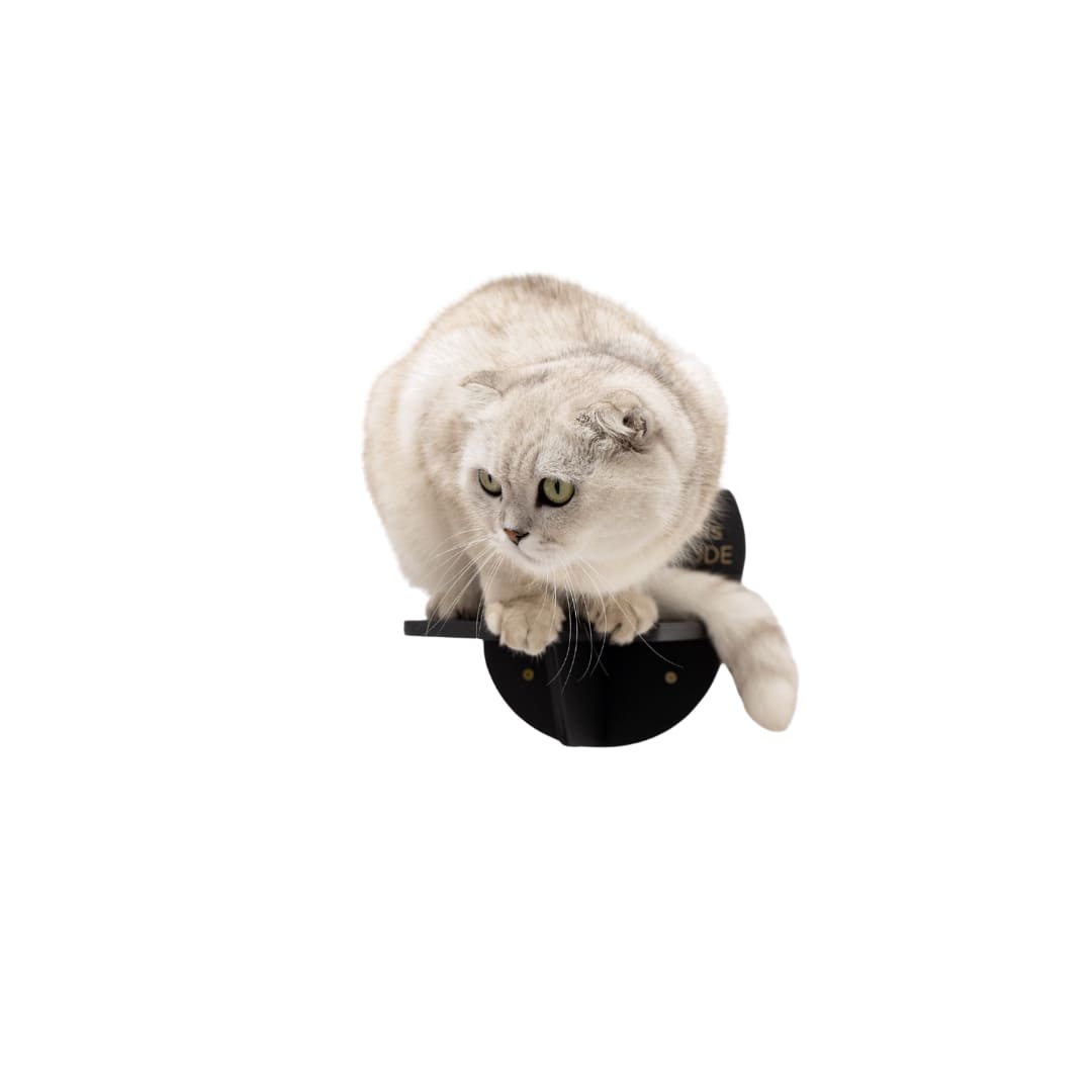 Wall-Mounted Cat Steps in Black Wood