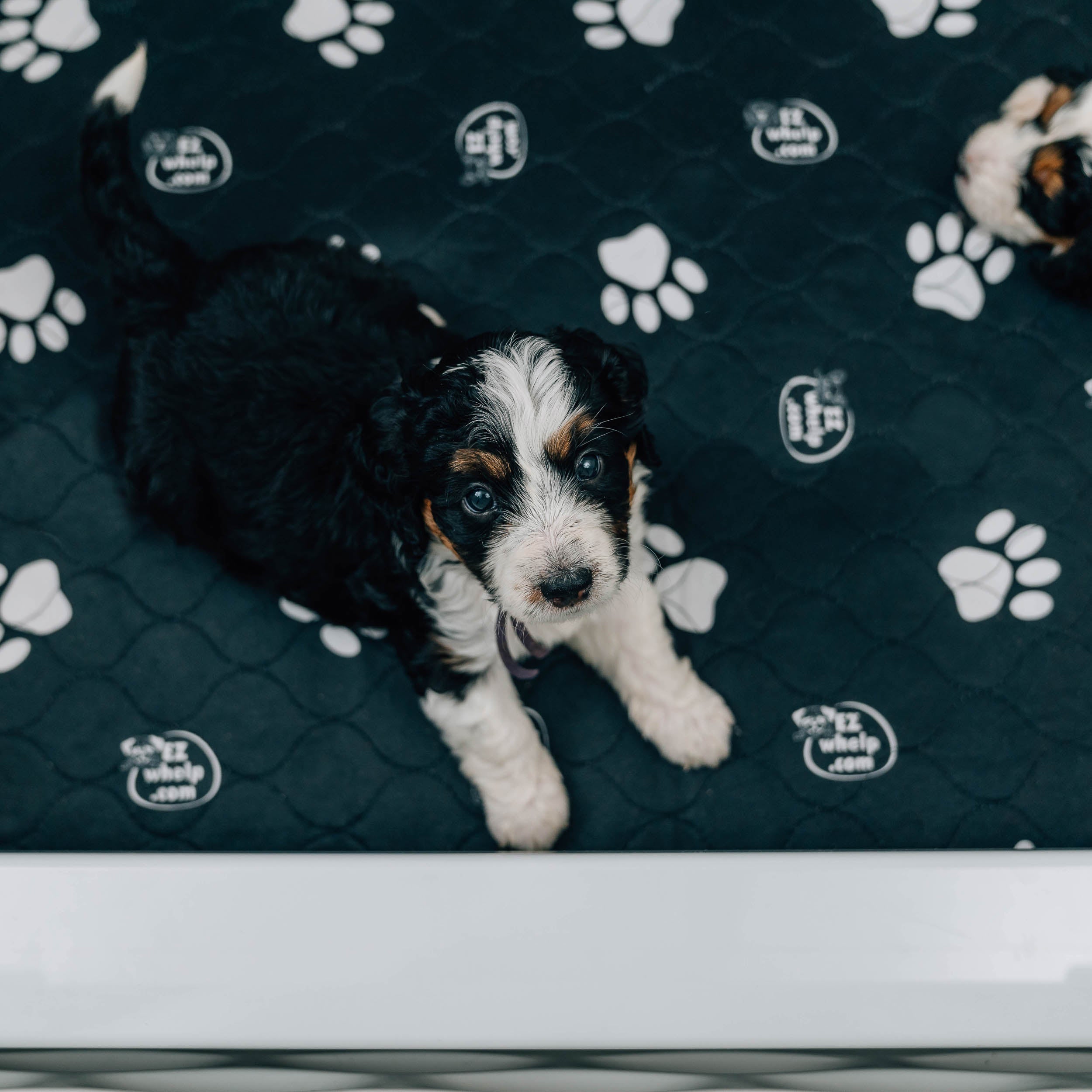 4-Layer Washable Paw Print Pet Pads, Waterproof, 2-Pack