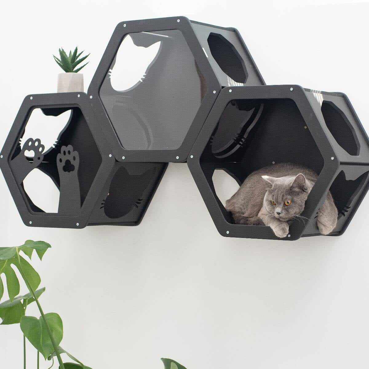 Wall-Mounted Cat Shelves – Honeycomb Design, Set of 1–3