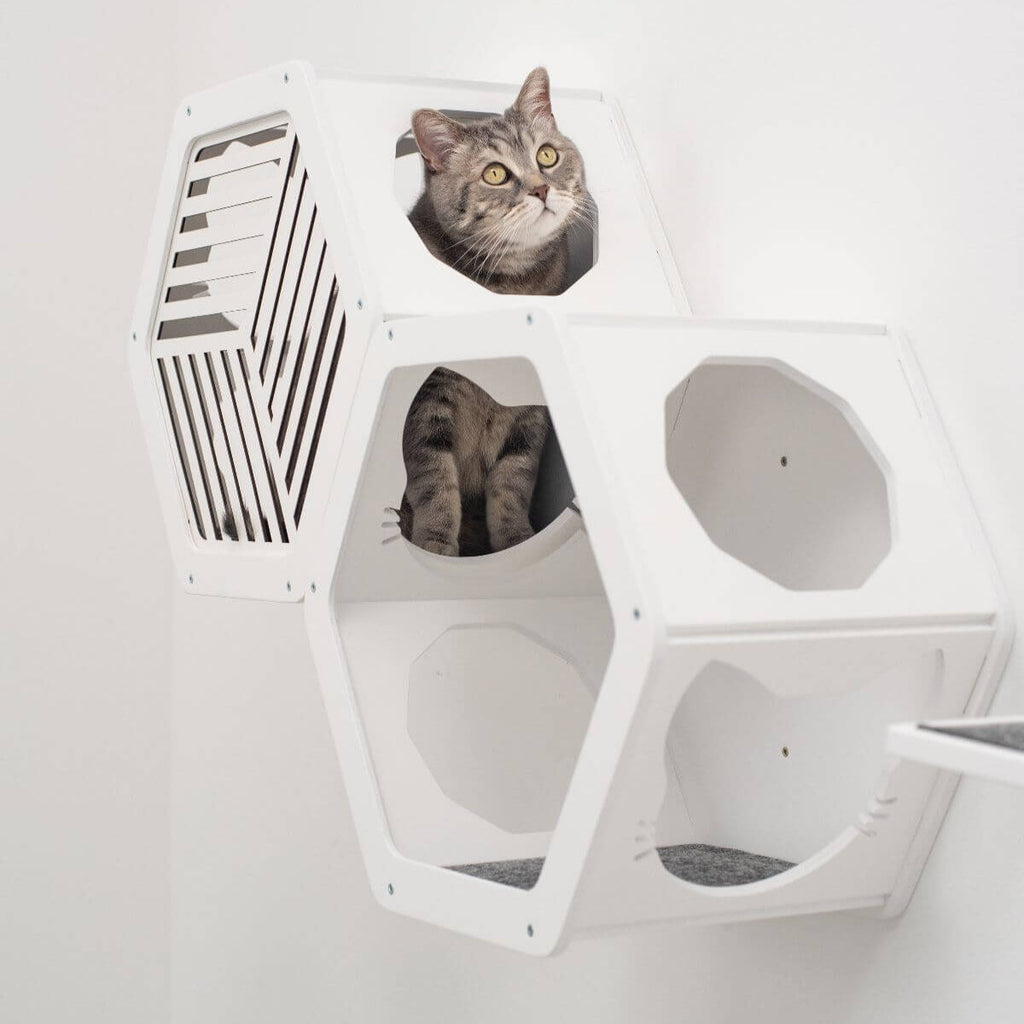 Cat Climbing Shelf – Wall-Mounted, Customizable Setup