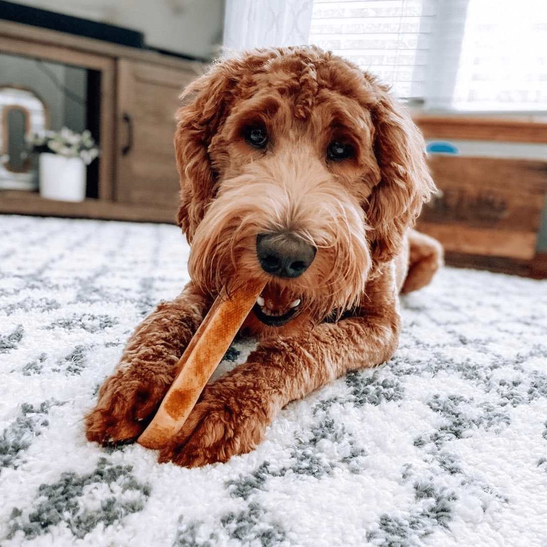 Yak-9 Himalayan Yak Milk Dog Chew