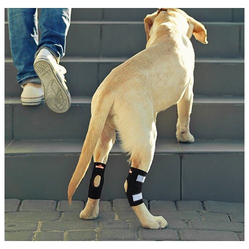 Back Hock Dog Braces, Pair – Neoprene and Nylon Support