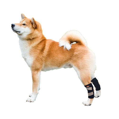 Back Hock Dog Braces, Pair – Neoprene and Nylon Support