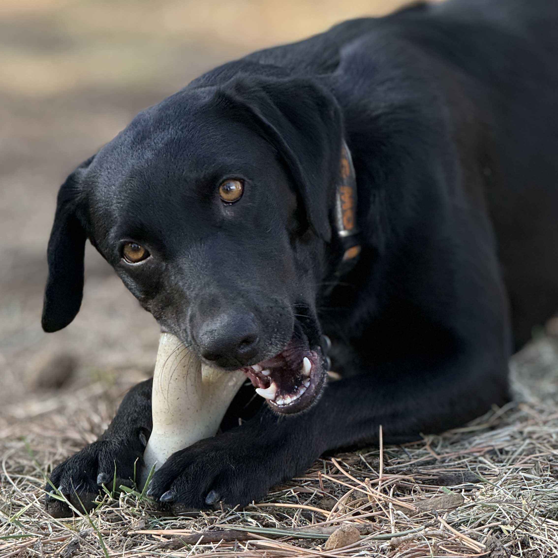 Ever Antler Nylon Chew Bone for Aggressive Chewers, Large Size