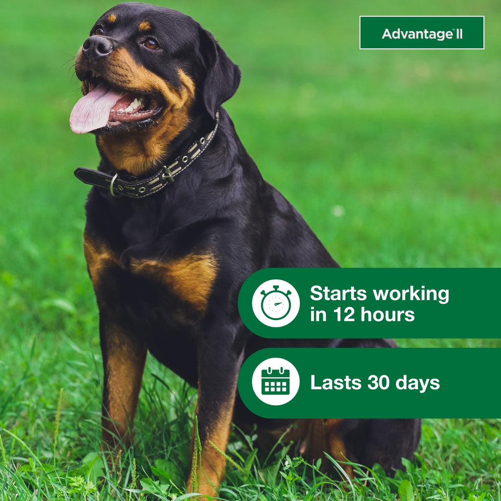 Flea Prevention for XL Dogs 55 Lbs+, 4-Monthly Treatments