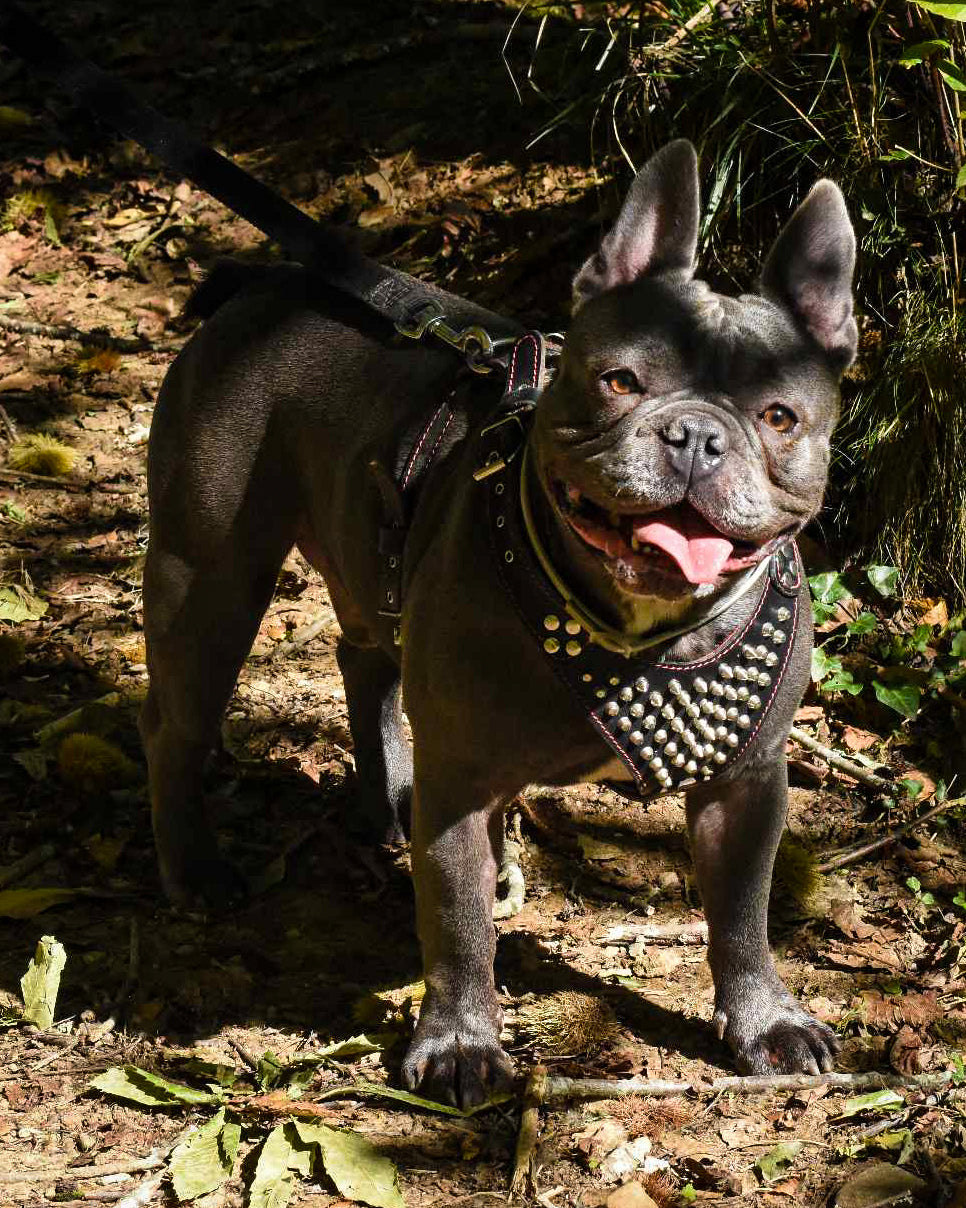 Bestia Frenchie Leather Dog Harness with Studs and Spikes, Black