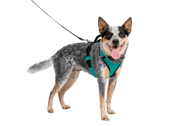 EasySport Dog Harness with Padded Comfort and Reflective Trim