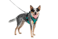 EasySport Dog Harness with Padded Comfort and Reflective Trim