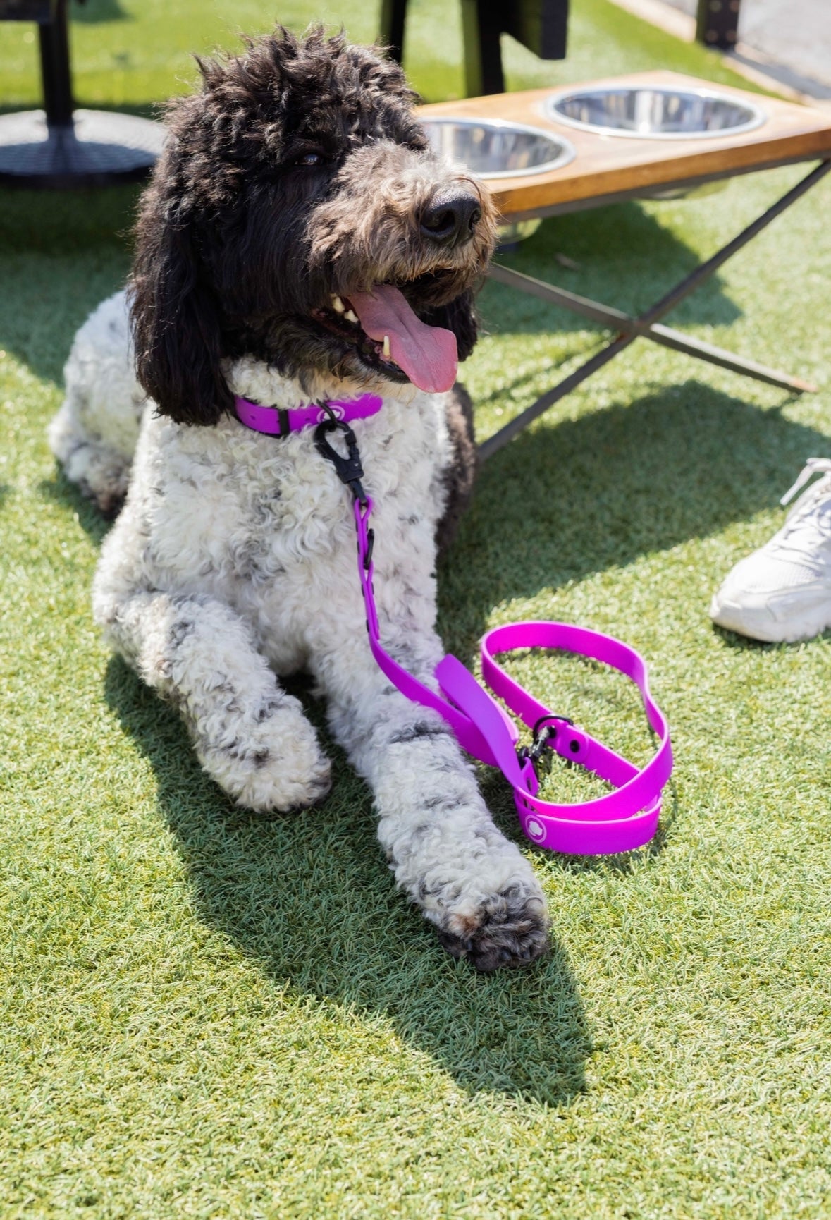 Back to Basics Adjustable Dog Leash, All-Weather, 54" Length